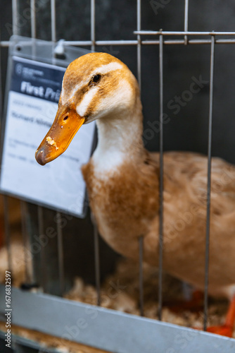 Single Indian Runner duck standing inside cage with award tag, showcasing upright posture and buff plumage in a well-maintained enclosure environment