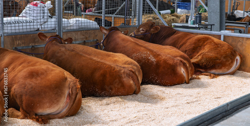 Photos Back view of large reddish-brown cows resting on wood shavings inside a metal pe