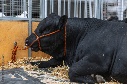 Black cow with orange halter lying down in an indoor livestock pen on hay, seen at an agricultural fair showcasing different cattle breeds