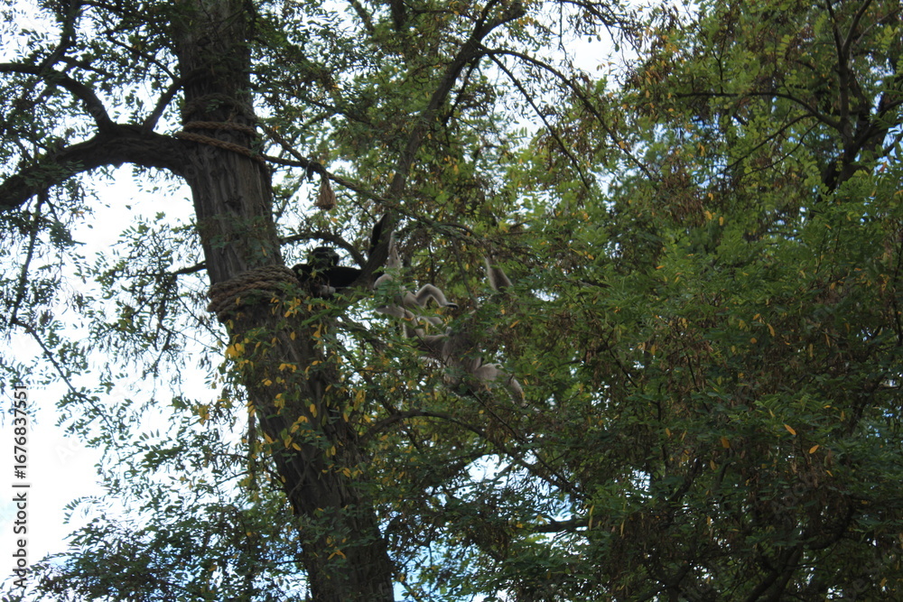 Fototapeta premium squirrel on tree