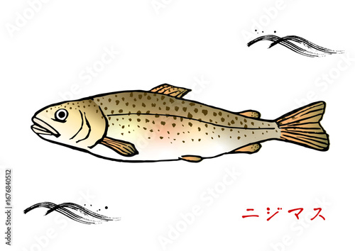 筆で描いた　ニジマス　着色