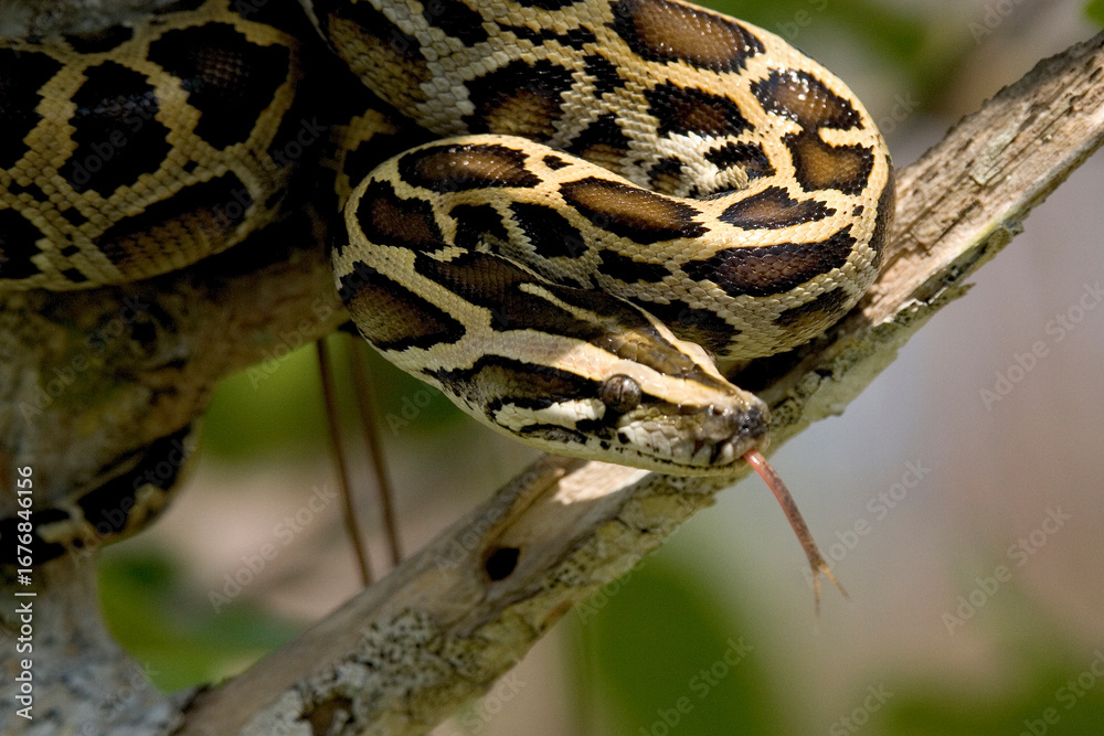 Fototapeta premium Burmese python on a tree