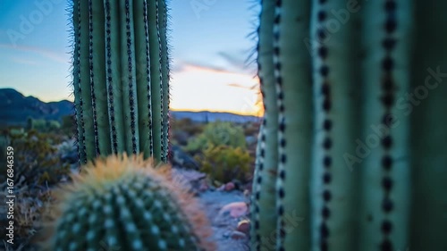 Wallpaper Mural Cactus silhouettes stand tall against a vibrant, pastel-hued sunset in arid land Torontodigital.ca