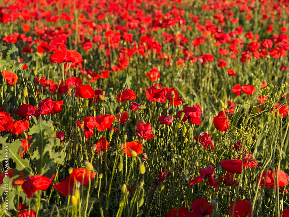 Fototapeta premium Field of red poppies in full bloom. Symbolism of remembrance, beauty, and the fleeting nature of life.