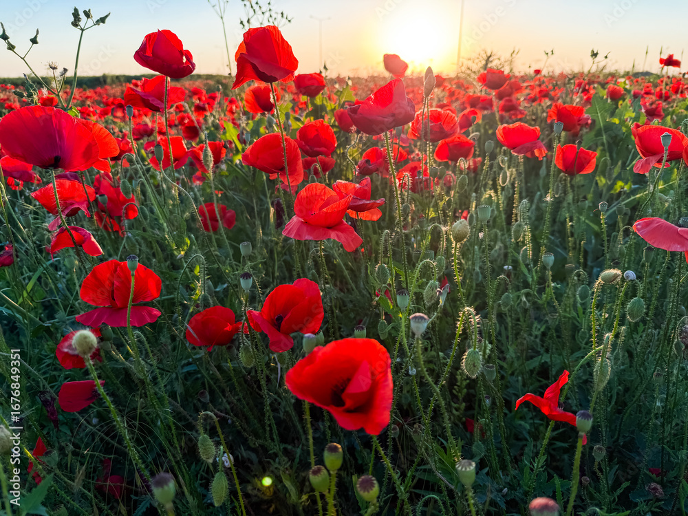 Obraz premium Close up of red poppies in a green field. Nature, growth, and seasonal beauty of wildflowers.
