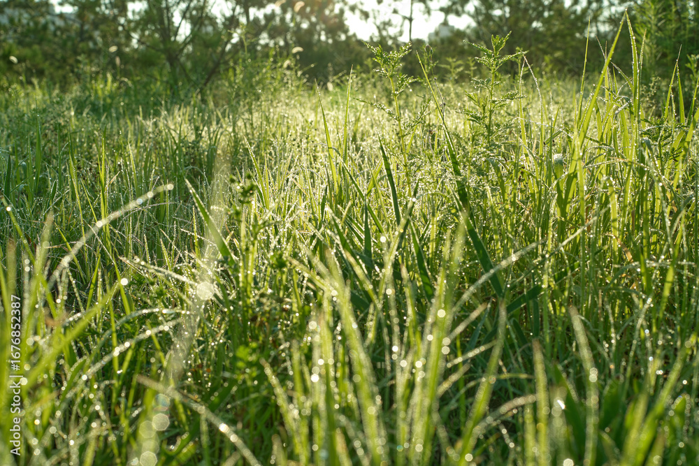 Obraz premium Golden Sunlight Illuminates Dew Drops on Lush Green Grass Field During Sunrise