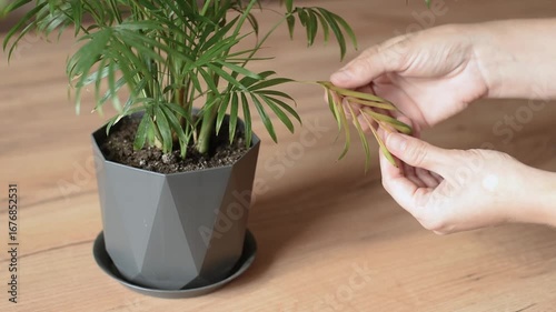 Female hands cutting yellow leaf of chamedorea with scissors on wooden table close-up