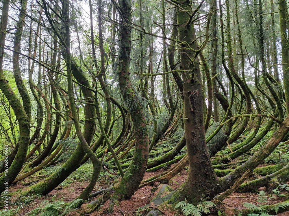 Obraz premium Bent and curved moss-covered trees in Llyn Llech Owain Country Park Carmarthenshire South Wales creating a surreal enchanted arching woodland scene, travel destination stock photo image