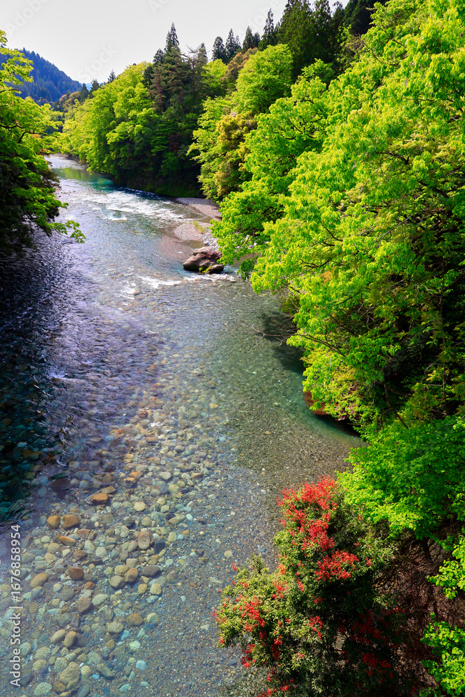 Naklejka premium 新緑の清流根尾川