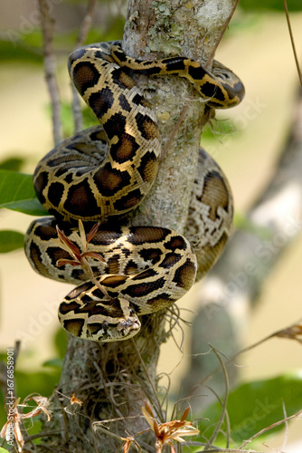 Obraz na płótnie Burmese python on a tree