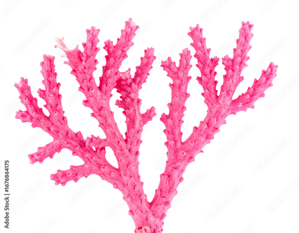 Naklejka premium Pink Coral Branch Isolated on White Background PNG