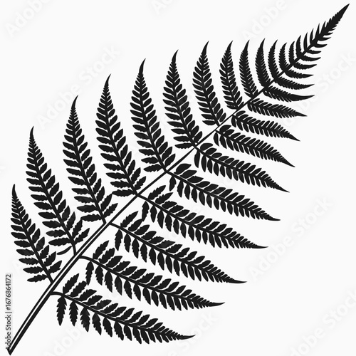 fern leaf isolated on white
