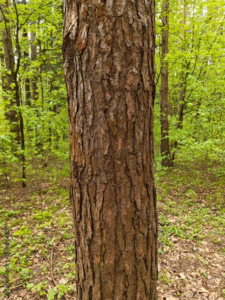 Obraz premium The Pine Tree Trunk Bark Photo