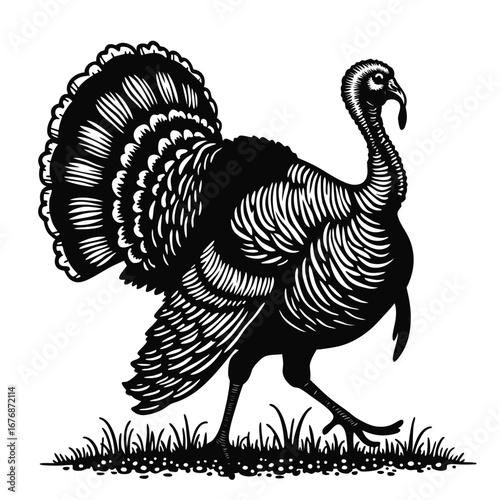 Black and white turkey walking in grass bird fowl 1