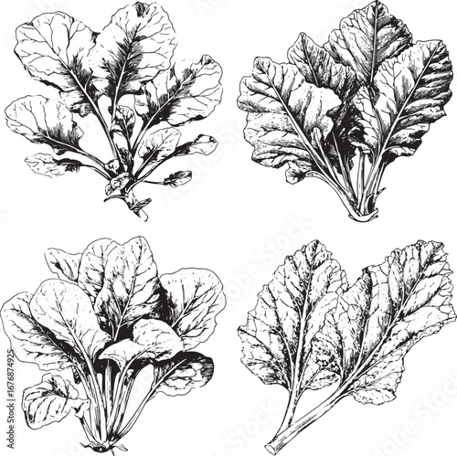 Rheum rhaponticum, a species of rhubarb, Gastronomes, a simple vector illustration of spinach leaves in line art, black and white, in the style of clipart on a plain background.eps