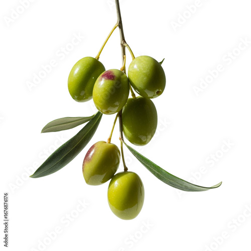 vector illustration of olives