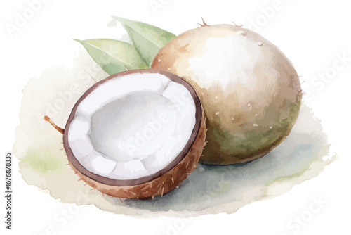 Watercolor tropical coconut fruits