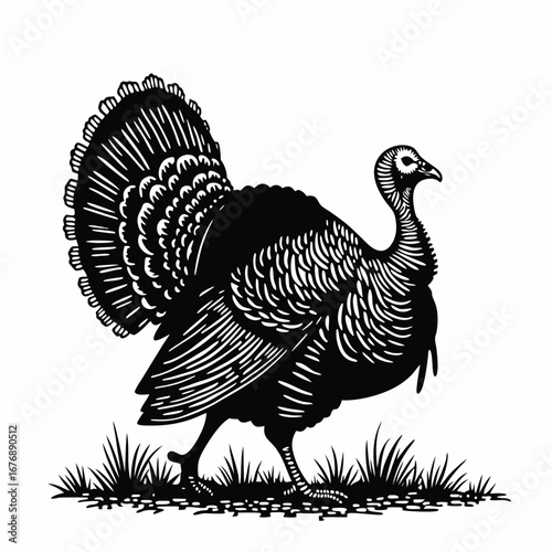 Black and white illustration of a turkey in grass bird