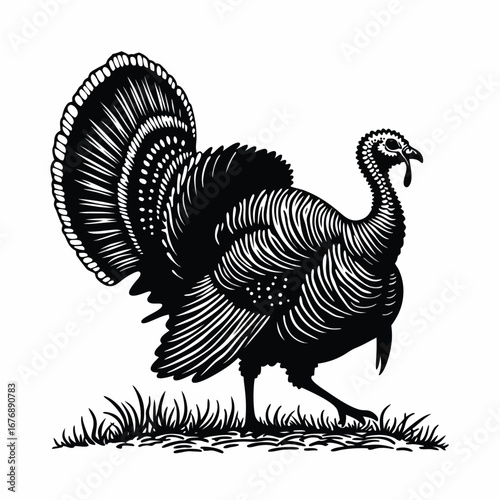 Black and white illustration of a turkey walking on grass