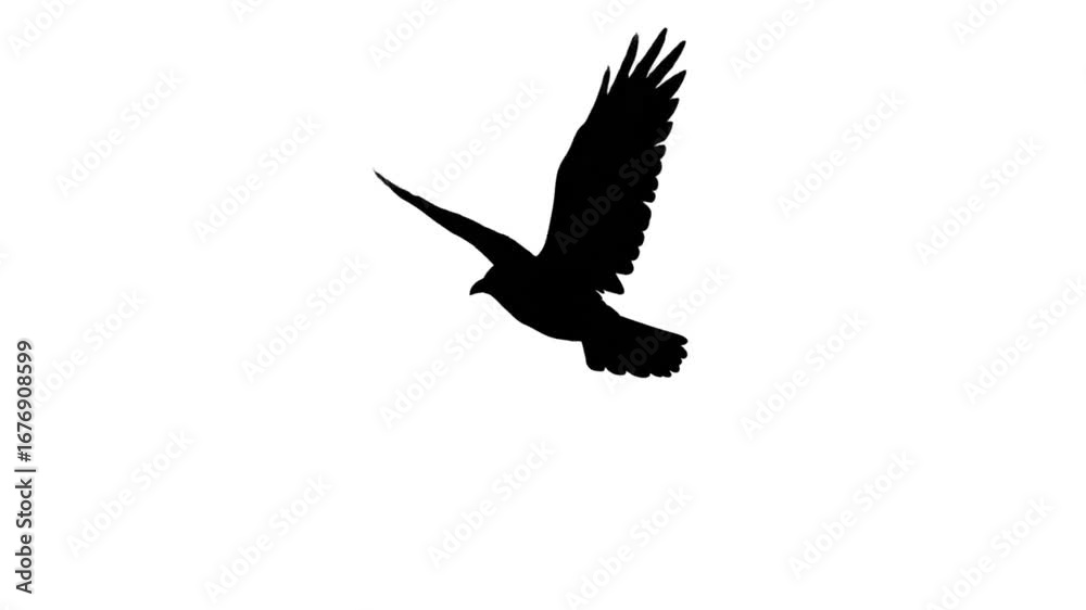 Flying Bird Silhouette Isolated on White Background with Spread Wings