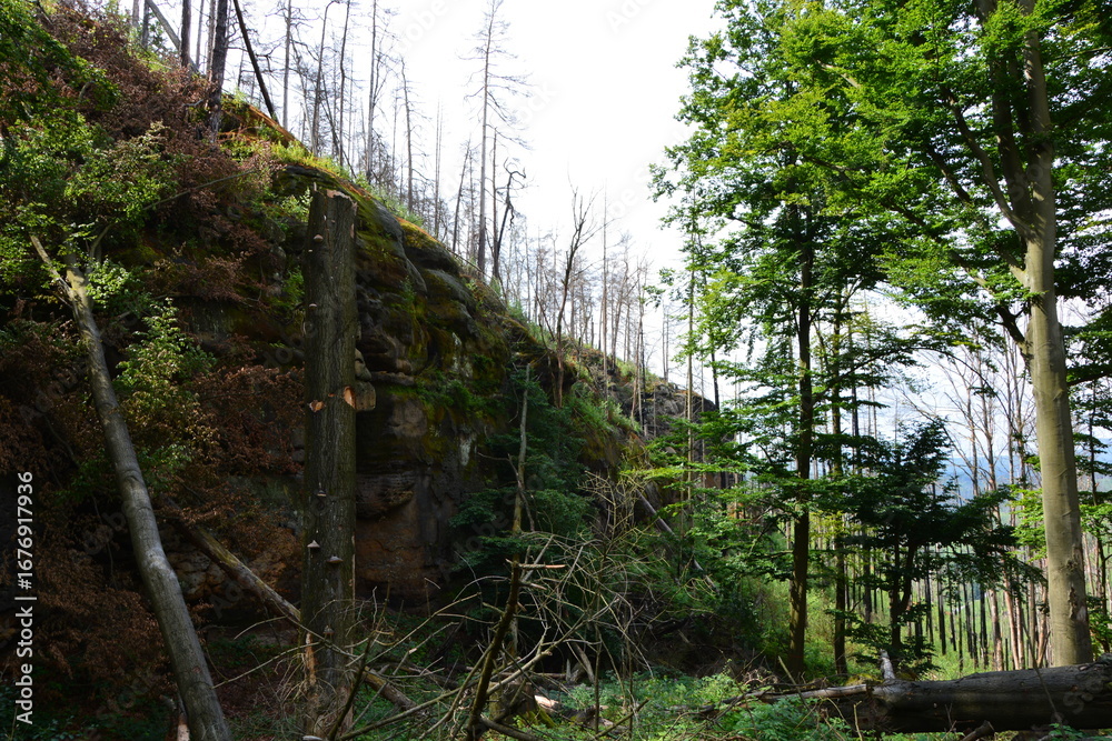 Obraz premium A forest hillside displays a story of survival and change, with healthy green trees standing beside fire-damaged areas