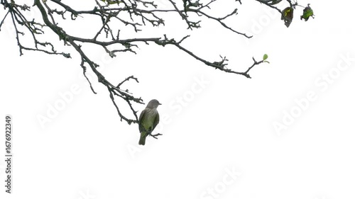 Spotted Flycatcher watching from a tree (Muscicapa striata) - (4K)