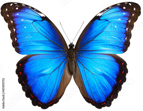 Top-Down Spread-Wing Morpho Butterfly, Glossy Iridescent Texture, Isolated PNG