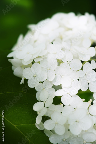 hydrangea