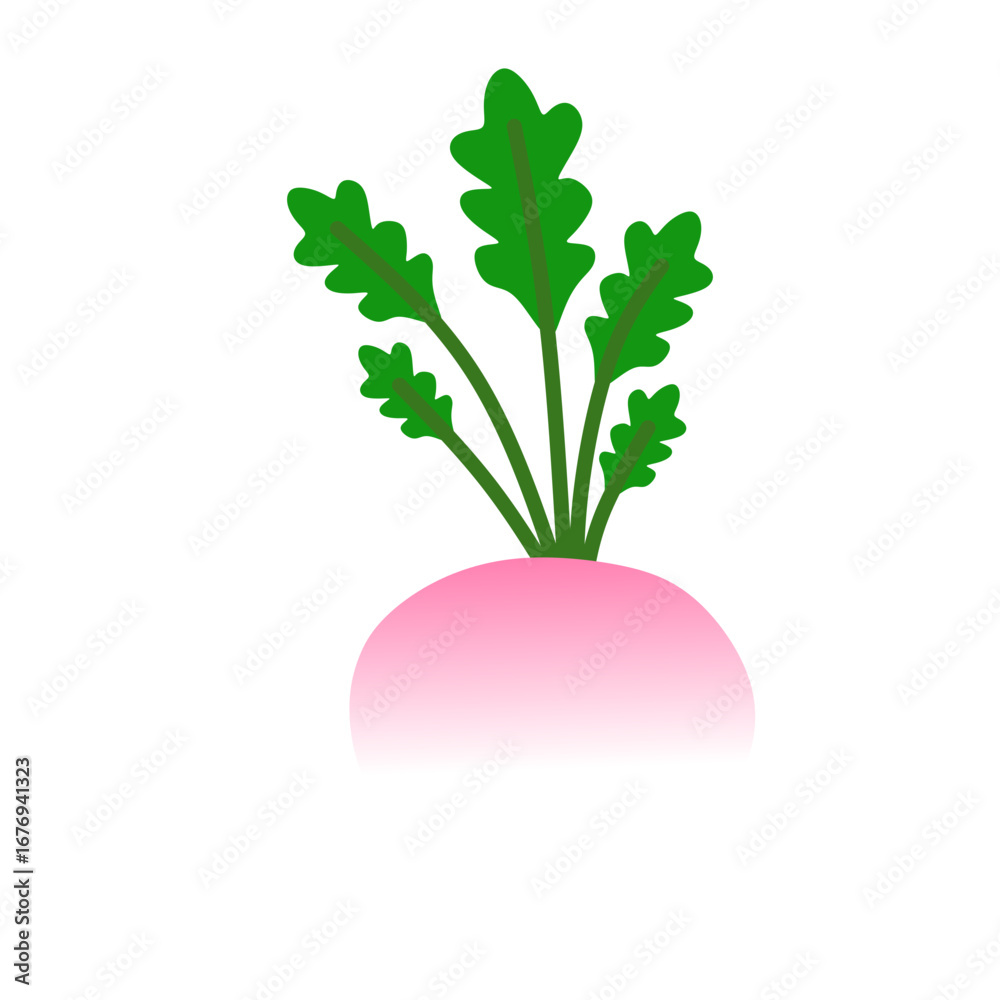 Obraz premium turnip vector