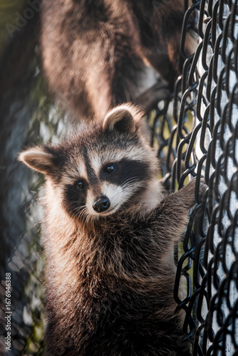 Raccoons sitting on a fence