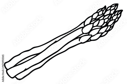 Line Art Drawing of Three Asparagus Spears, Ready to Cook or Design