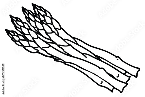 Simple Line Drawing of Fresh Asparagus Stalks Ready for Cooking and Coloring Book