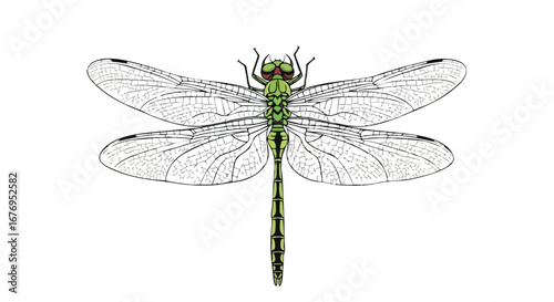 Illustrative representation of a colorful dragonfly on a pure white background, evoking the freshness of nature and wildlife beauty