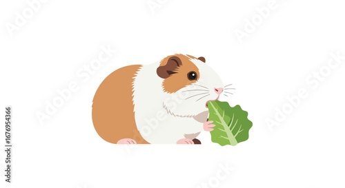 Charming guinea pig eating romaine lettuce, depicted in a simple vector style isolated on a white background
