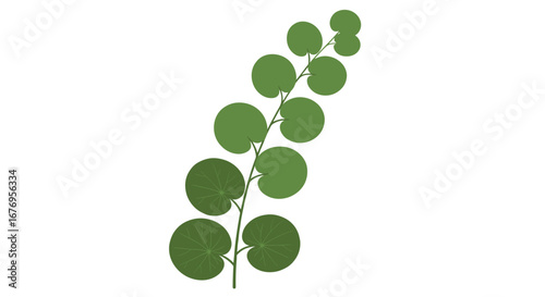 Trendy Pilea peperomioides branch with striking round green leaves for modern botanical designs