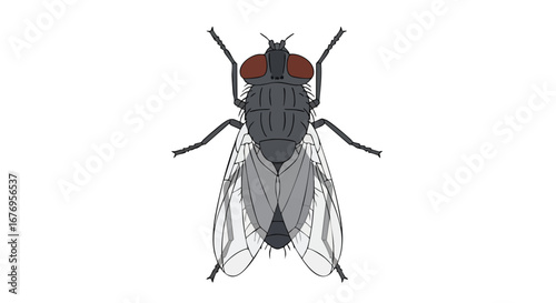 Detailed illustration of a fly with translucent wings and red eyes on white background, representing entomology or pest control concept, clean and