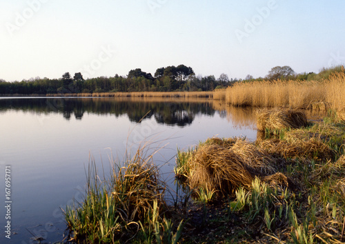 Phragmites australis, Roseau,  Etang, Sologne, Loir et Cher, 41, Région Centre, France
