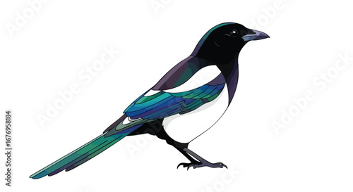 Artistic representation of a standing magpie with iridescent feathers on plain background illustration isolated and colorful drawing showcasing