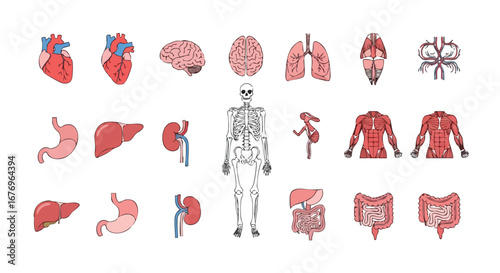 Anatomical Elements: Detailed Illustration of Human Organs and Skeletal System Depicted with Medical Accuracy for Educational Purposes