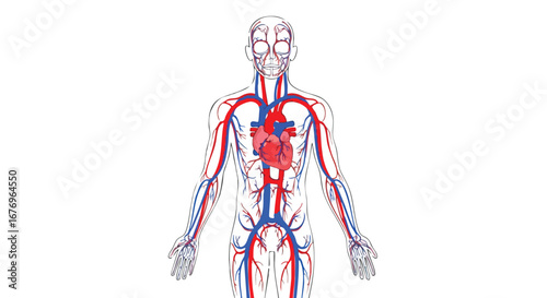 Human circulatory system diagram highlighting blood vessels and heart anatomy for medical illustration with a clean aesthetic anatomical