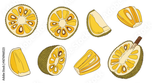 Jackfruit segments, a tropical delight, in detailed line art showcase of exotic fruit preparation and culinary potential