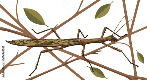 Illustration of a stick insect camouflaged among tree branches, exhibiting intricate details of its adaptive features and surrounding foliage,