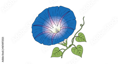 Elegant depiction of a sky-blue morning glory flower with spiraling vine isolated on white pristine background