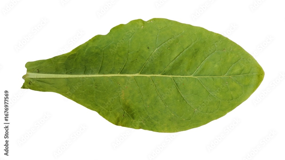 Obraz premium Fresh green tobacco leaves isolated on a white background.