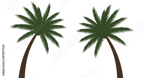 Tropical double palm tree illustration, providing a serene and relaxing ambiance, evoking thoughts of vacations and warm tropical destinations under