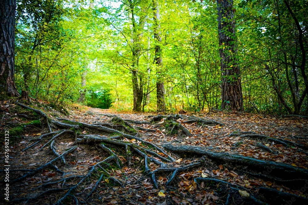 Fototapeta premium Landscape in Wahner Heide Forest Nature Reserve Germany