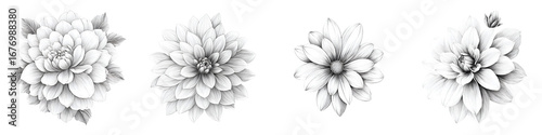 Wallpaper Mural Black and White Dahlia Flower Sketches - Botanical Illustrations Torontodigital.ca