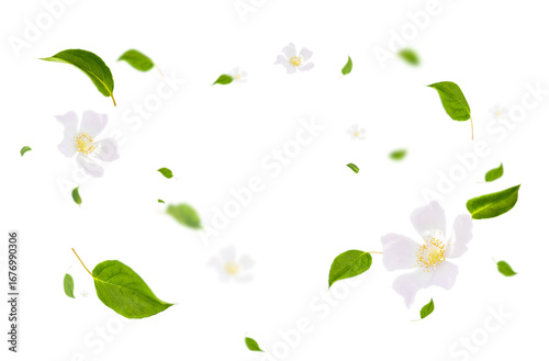 Swirling green leaves with white flowers stand out against a transparent background
