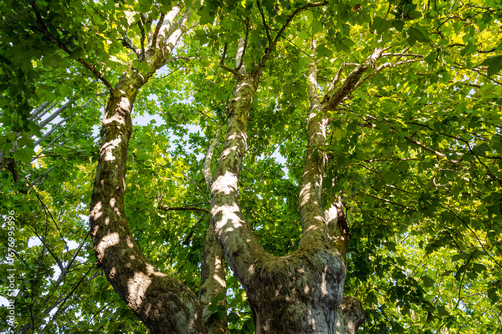 Fototapeta premium plane tree canopy from below. sunlit plane tree foliage low angle view. nature pattern background with lush green foliage. plane