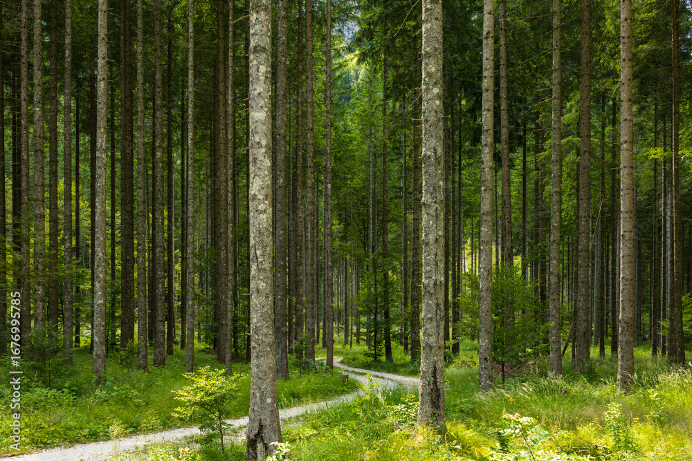 Obraz premium nature background with dense forest with foot path. lush green forest background. minimalist forest landscape. empty background with lush green